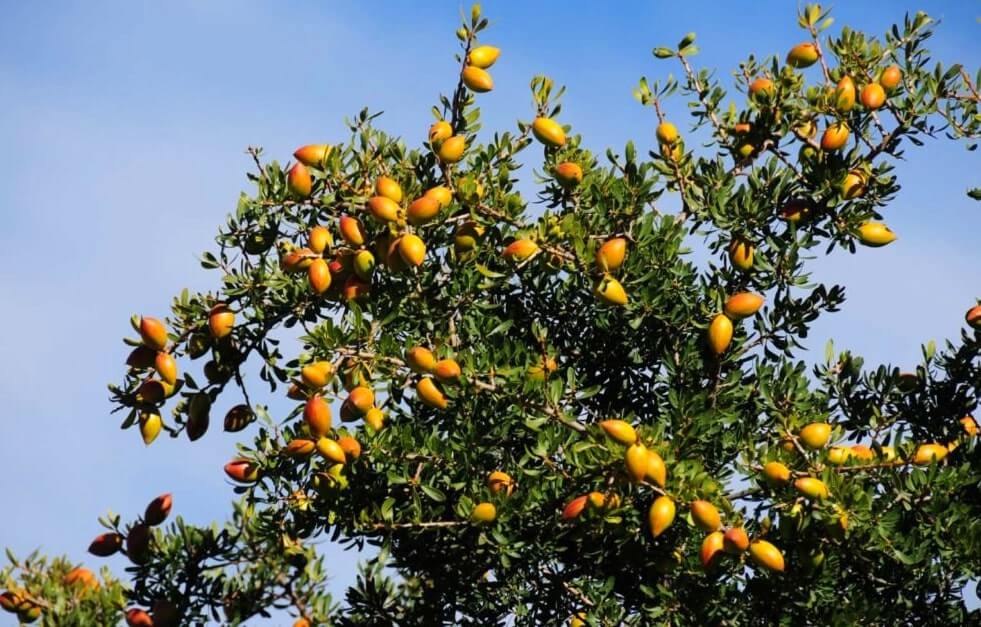 A lush argan tree with ripe golden argan fruits under a clear blue sky