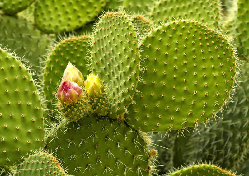 A close-up of green prickly pear cactus pads with blooming flowers, representing sustainable sourcing